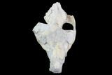 Oreodont (Merycoidodon) Partial Skull - Wyoming #95061-1